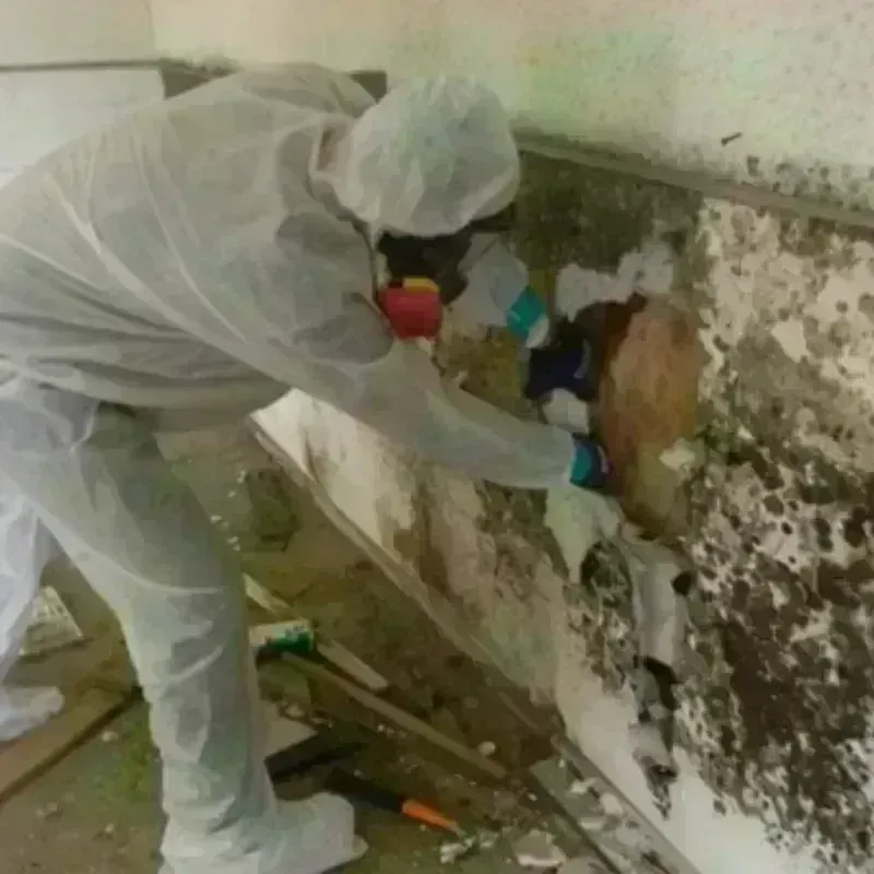 Mold Remediation and Removal in Meadville, PA